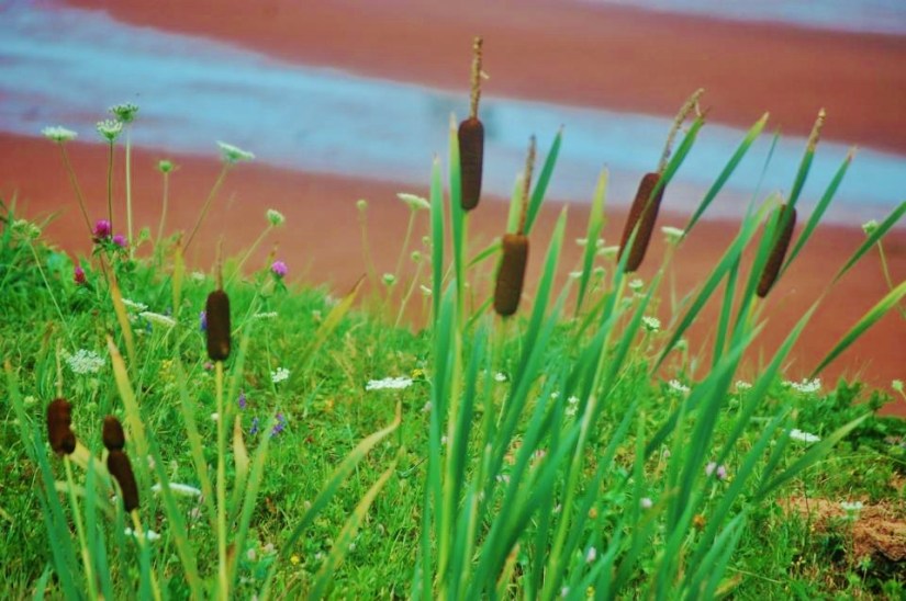 Cattails & Queen Ann's Lace