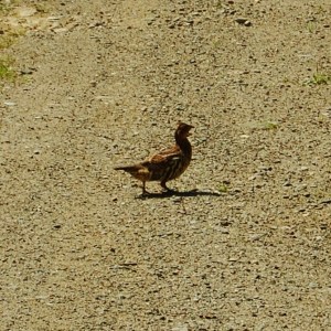 Our partridge sighting