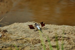 ...a biplane dragonfly