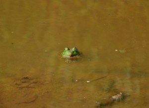 ...a frog