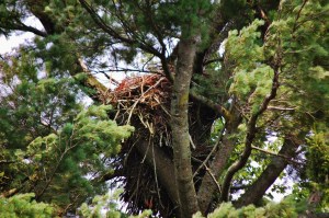 the Eagle's nest out on the island