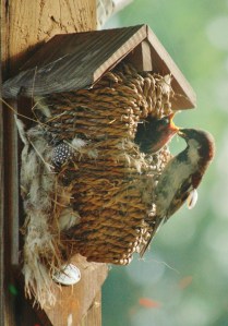 This Mama's Life (A)