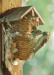 This Mama's Life (C)