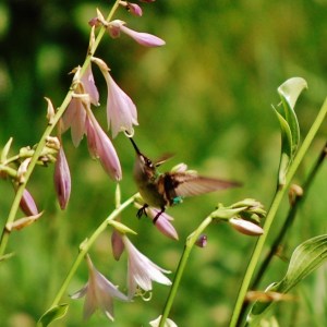hummingbird at the hosta again