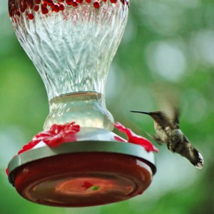 hummer in flight at feeder