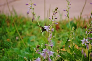 Original Hummingbird Hosta