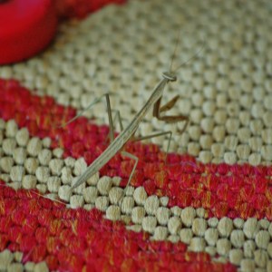 'Slim' the Walking Stick from A Bug's Life