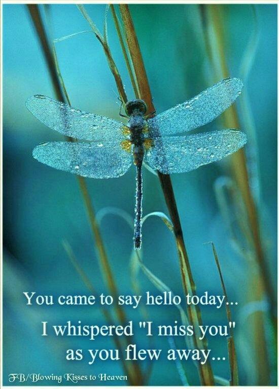 Dragonfly Hello