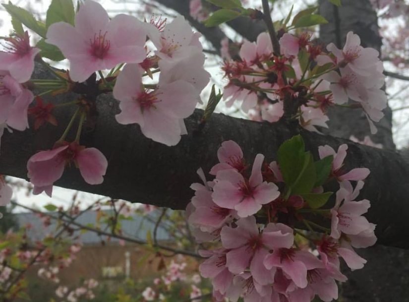 cropped-cherry-blossoms.jpg