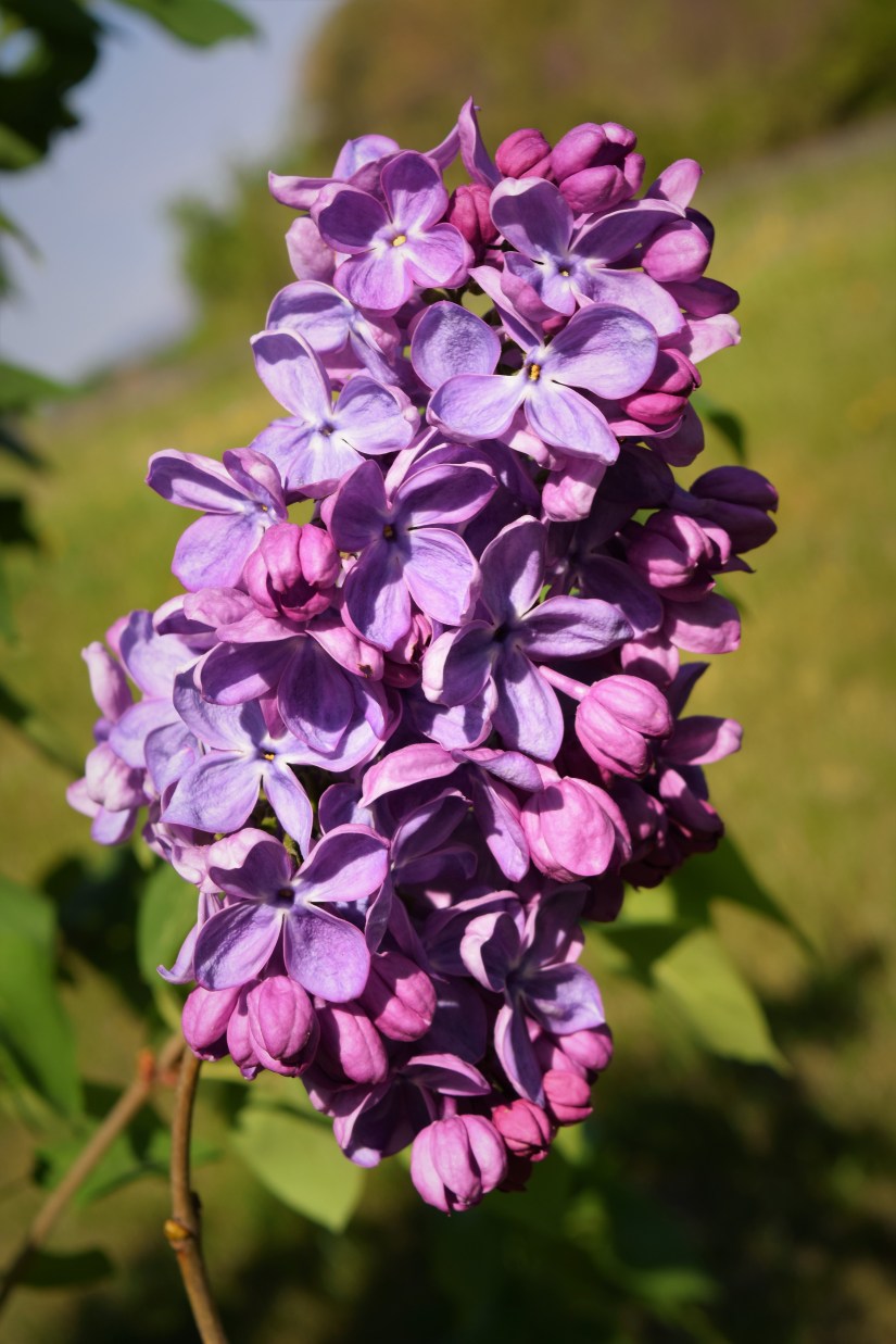 Lilacs (2)